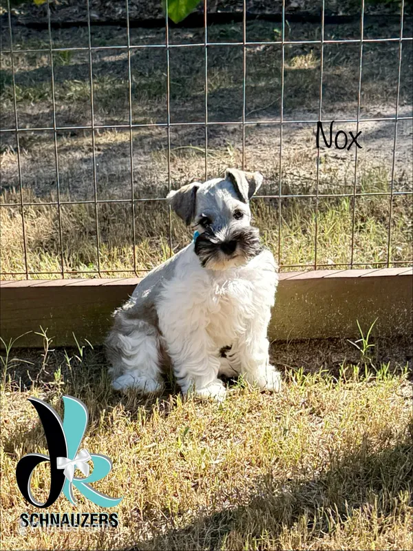 Nox – Miniature Schnauzer puppy for sale in Crawfordville, FL