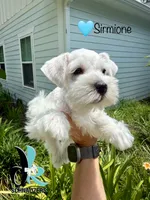 Sirmione, a male Miniature Schnauzer for sale in Crawfordville, FL – 2 of 7