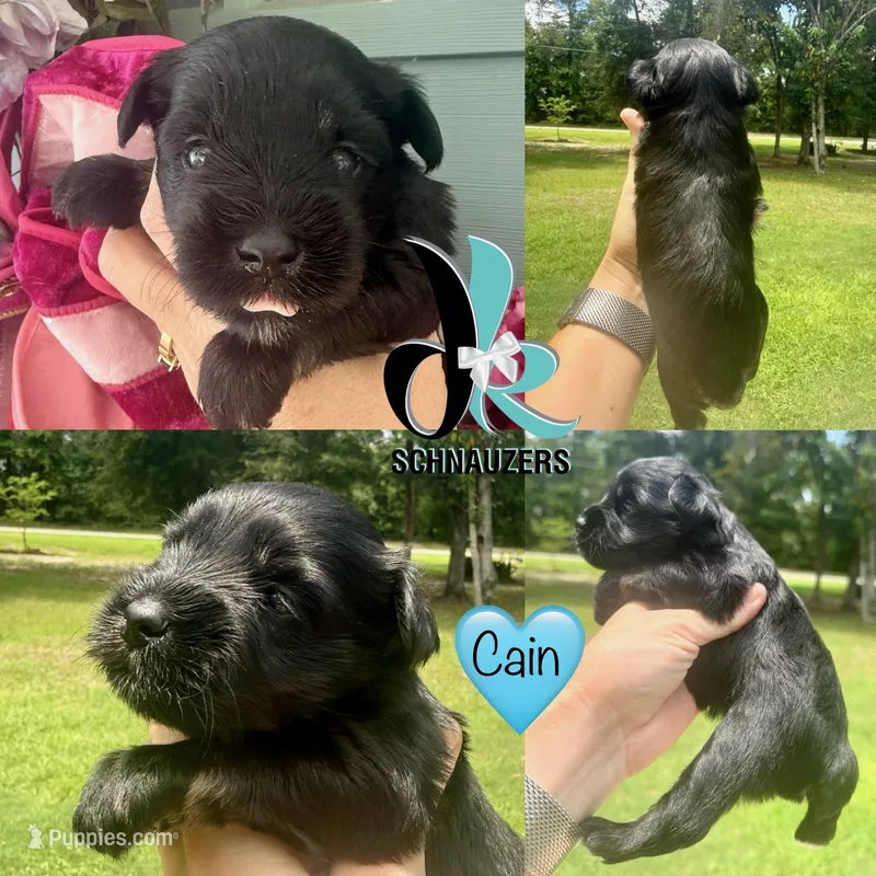 Cain – Miniature Schnauzer puppy for sale in Crawfordville, FL