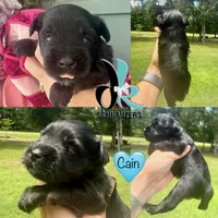 Cain, a male Miniature Schnauzer for sale in Crawfordville, FL – 1 of 5