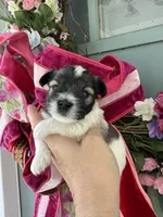 Nox, a male Miniature Schnauzer for sale in Crawfordville, FL – 3 of 10
