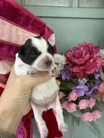 Thelma, a female Miniature Schnauzer for sale in Crawfordville, FL – 3 of 5