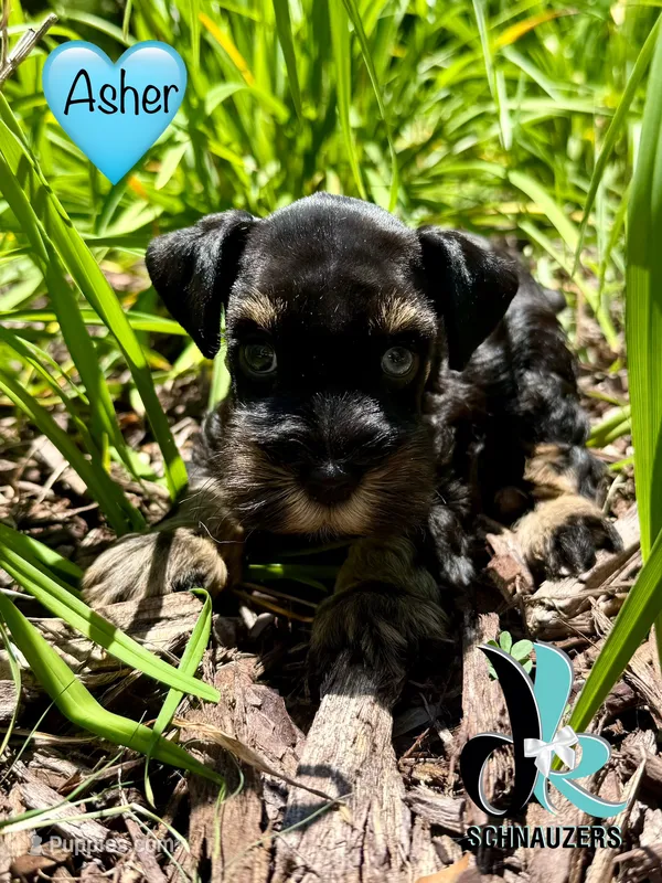 Asher – Miniature Schnauzer puppy for sale in Crawfordville, FL