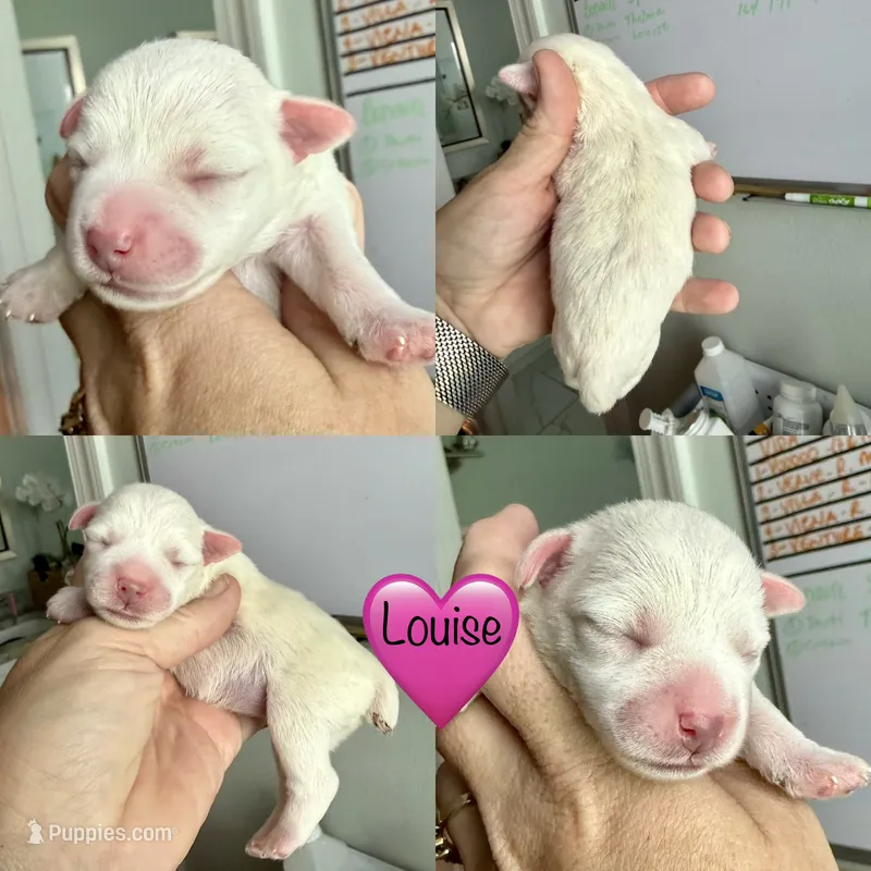Louise – Miniature Schnauzer puppy for sale in Crawfordville, FL