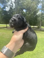 Chaol, a male Miniature Schnauzer for sale in Crawfordville, FL – 5 of 5