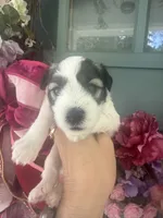 Dorian, a male Miniature Schnauzer for sale in Crawfordville, FL – 4 of 7
