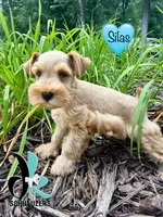 Silas, a male Miniature Schnauzer for sale in Crawfordville, FL – 6 of 10
