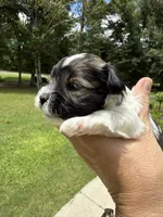 Nox, a male Miniature Schnauzer for sale in Crawfordville, FL – 6 of 10