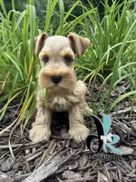 Silas, a male Miniature Schnauzer for sale in Crawfordville, FL – 2 of 10