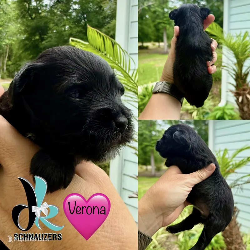 Verona – Miniature Schnauzer puppy for sale in Crawfordville, FL