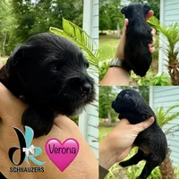 Verona, a female Miniature Schnauzer for sale in Crawfordville, FL – 1 of 3