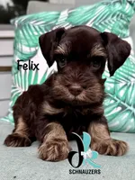 Felix, a male Miniature Schnauzer for sale in Crawfordville, FL – 3 of 6
