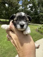 Nox, a male Miniature Schnauzer for sale in Crawfordville, FL – 9 of 10