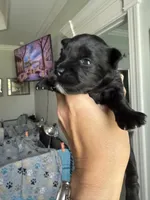 Verona, a female Miniature Schnauzer for sale in Crawfordville, FL – 3 of 3