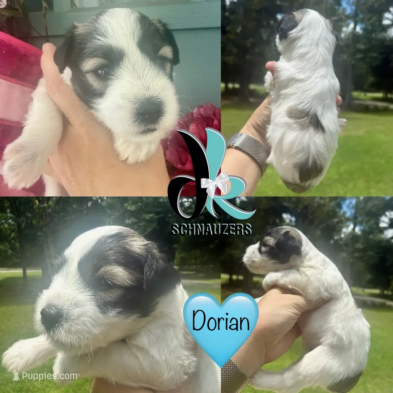 Dorian – Miniature Schnauzer puppy for sale in Crawfordville, FL
