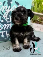 Chaol, a male Miniature Schnauzer for sale in Crawfordville, FL – 4 of 10