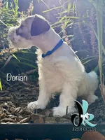 Dorian, a male Miniature Schnauzer for sale in Crawfordville, FL – 4 of 9