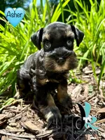 Asher, a male Miniature Schnauzer for sale in Crawfordville, FL – 2 of 6