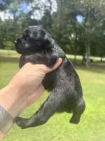 Cain, a male Miniature Schnauzer for sale in Crawfordville, FL – 5 of 5
