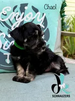 Chaol, a male Miniature Schnauzer for sale in Crawfordville, FL – 7 of 10