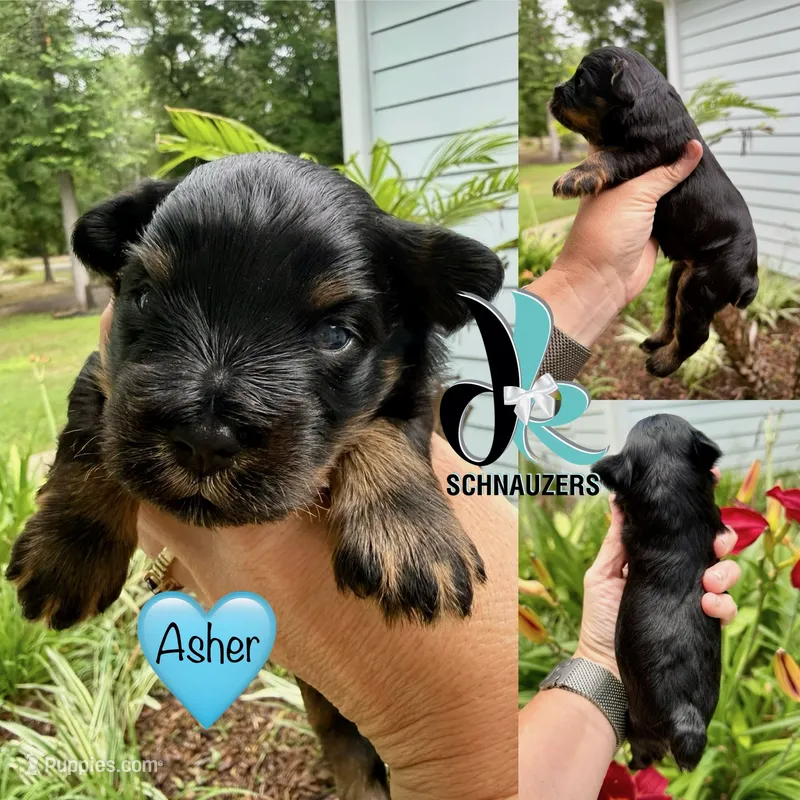 Asher- Blue Eyes – Miniature Schnauzer puppy for sale in Crawfordville, FL