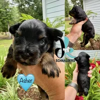 Asher- Blue Eyes, a male Miniature Schnauzer for sale in Crawfordville, FL – 1 of 2