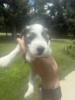 Dorian, a male Miniature Schnauzer for sale in Crawfordville, FL – 6 of 7
