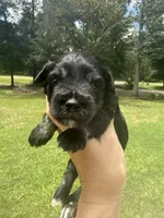 Chaol, a male Miniature Schnauzer for sale in Crawfordville, FL – 4 of 5