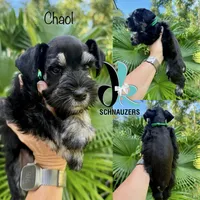 Chaol, a male Miniature Schnauzer for sale in Crawfordville, FL – 2 of 10