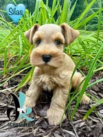 Silas, a male Miniature Schnauzer for sale in Crawfordville, FL – 3 of 10