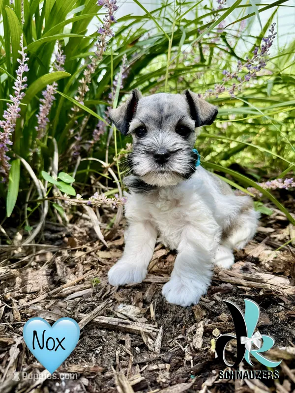 Nox – Miniature Schnauzer puppy for sale in Crawfordville, FL