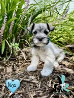 Nox, a male Miniature Schnauzer for sale in Crawfordville, FL – 1 of 7