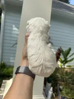 Louise, a female Miniature Schnauzer for sale in Crawfordville, FL – 3 of 9