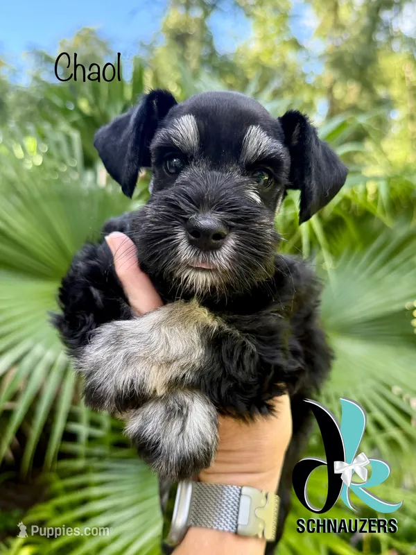 Chaol – Miniature Schnauzer puppy for sale in Crawfordville, FL