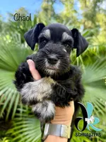 Chaol, a male Miniature Schnauzer for sale in Crawfordville, FL – 1 of 10