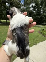 Nox, a male Miniature Schnauzer for sale in Crawfordville, FL – 10 of 10