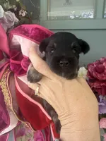 Celaena, a female Miniature Schnauzer for sale in Crawfordville, FL – 4 of 6