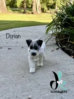 Dorian, a male Miniature Schnauzer for sale in Crawfordville, FL – 2 of 9