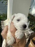 Louise, a female Miniature Schnauzer for sale in Crawfordville, FL – 4 of 9