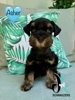 Asher, a male Miniature Schnauzer for sale in Crawfordville, FL – 3 of 6