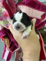 Thelma, a female Miniature Schnauzer for sale in Crawfordville, FL – 5 of 5