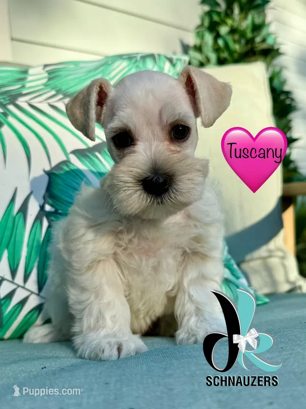Tuscany – Miniature Schnauzer puppy for sale in Crawfordville, FL