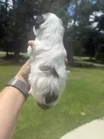 Dorian, a male Miniature Schnauzer for sale in Crawfordville, FL – 7 of 7
