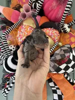 Soliel, a female Miniature Schnauzer for sale in Crawfordville, FL – Photo 6 of 10