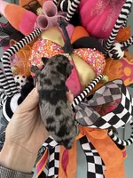 Soliel, a female Miniature Schnauzer for sale in Crawfordville, FL – Photo 10 of 10