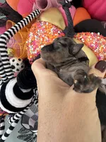 Soliel, a female Miniature Schnauzer for sale in Crawfordville, FL – Photo 9 of 10