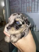 Soliel, a female Miniature Schnauzer for sale in Crawfordville, FL – Photo 1 of 10