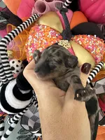 Soliel, a female Miniature Schnauzer for sale in Crawfordville, FL – Photo 5 of 10