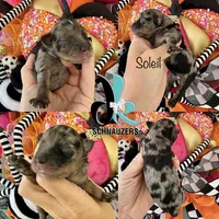 Soliel, a female Miniature Schnauzer for sale in Crawfordville, FL – Photo 3 of 10