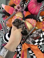 Soliel, a female Miniature Schnauzer for sale in Crawfordville, FL – Photo 8 of 10